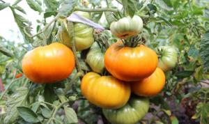 5 šķirņu tomātiem "slinks" (2.daļa)