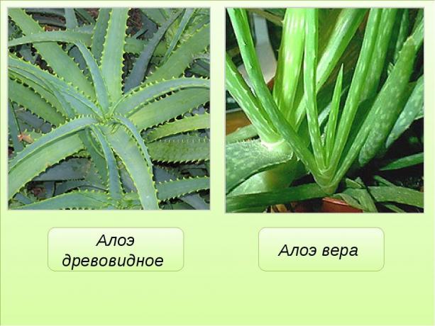 Acīmredzama atšķirība alvejas (agave) un alvejas. Skatīt: https://mtdata.ru/u17/photo291F/20383075778-0/original.jpg