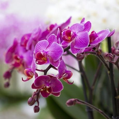 ziedēšanas Phalaenopsis