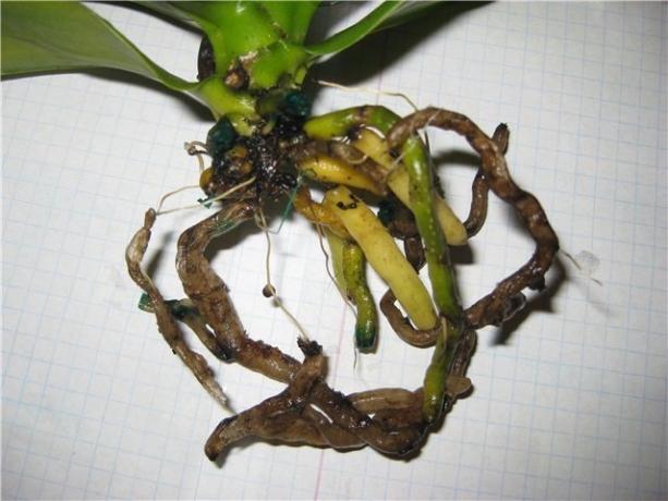 Rotten saknes Phalaenopsis