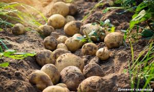 Palielina glabāšanas laiks kartupeļu vairākas reizes