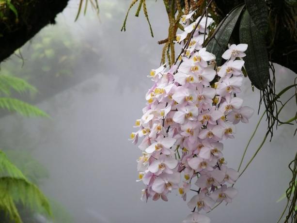 Phalaenopsis orhideju savvaļā. Foto par rakstu, man bija ar internetu