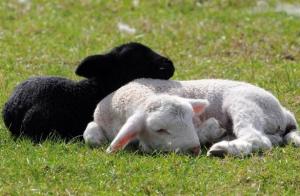 Gaļa un vilnas: kā izaudzēt avis savā saimniecībā