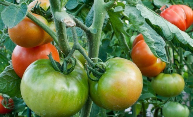 nogatavošanās tomātus