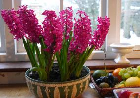 Neodnorazovy: laimīgs īpašnieki Hiacinte. 3 priecē ziedu un kā uzturēt pēc ziedēšanas