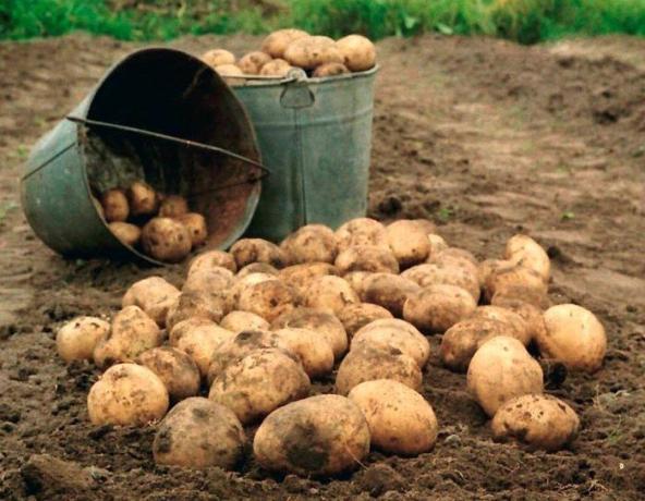 Kartupeļi - karalis dārza! (Foto no interneta)