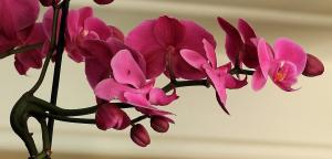 Kā gatavot ķiploku maisījumu orhidejas