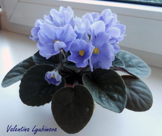 Blue violeta (foto Valentīna Lubimova no foruma)