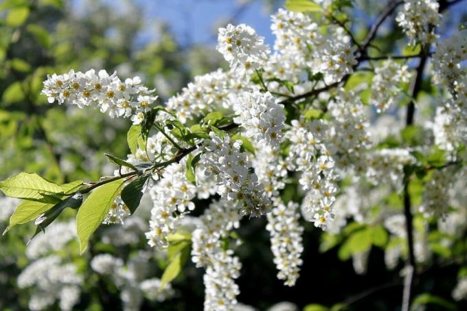 Mums ir Šāgada Ziedēšana profusely viss balts: ābolu, ķiršu, savvaļas ķiršu. Foto: ok.ru