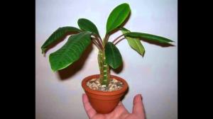 Iekštelpu augt Euphorbia pareizi. smalkumus aprūpi