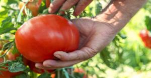 Kā augt garšīgus un flavorful tomātiem, un to, kas nosaka to garšu un aromātu.