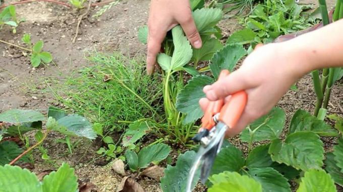Sharp dārza šķēres - neaizstājama lieta arsenālā dārznieks (zelenj.ru)
