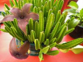 Stapelia: audzēšana, kopšana un pavairošana