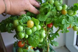 Kāpēc tas ir labāk augt tomātus un gurķus uz palodzes