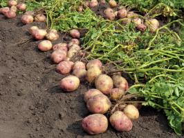 Cīņā par lieliem un garšīgiem kartupeļiem: aprūpi un barošanu no pēdējās augustā