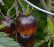 Reti tomāti. 6 labākie pakāpes