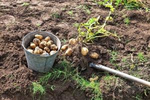 Zemnīca kartupeļi - mums ir arī apstrādāt zemi