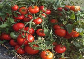 Unikāls tomātu šķirnes - mongoļu punduris. Bezprecedenta produktivitāte ir adored daudzi dārznieki.