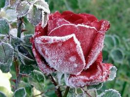 Sagatavot rozes ziemai: kā rūdījums, kas un ko slēpt, kā apgriezt. Kā krāsas ietekmē sals