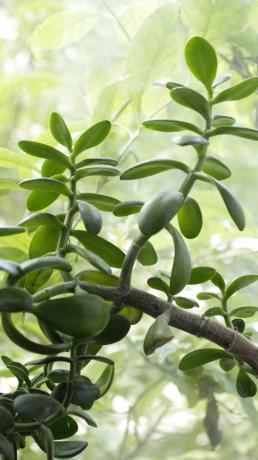 Jade ir strauji pieaug, un jums ir nepieciešams pastāvīgi uzraudzīt procesu. Lai naudas koks aug ātri, laistīšanas taupīgi: tas palielinās stimulu augu zaļo masu, kas saglabā mitrumu.