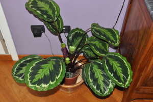 Calathea - dekoratīvo augu. Aprūpes, fotogrāfijas