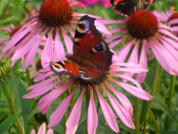 Butterfly sēdēja Echinacea