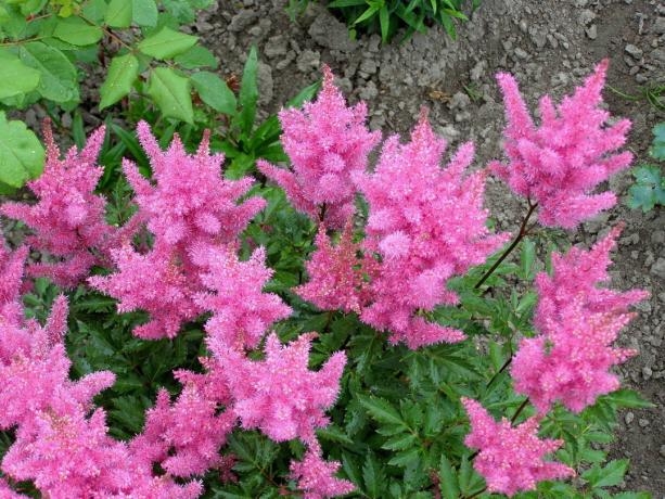 Dīdītājs - rozā Astilbe. Foto: yandex.kz/collections, lietotājs IrinaVSann