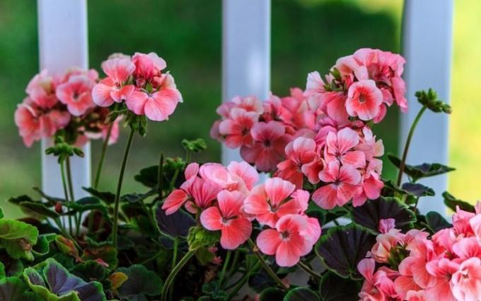 Galvenā priekšrocība mājas geraniums - krāšņa ziedu pie stingriem! (Geraniumguide.com)