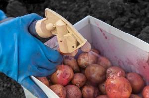 Ārstēšana kartupeļu bumbuļus pirms stādīšanas pret slimībām un kaitēkļiem.