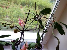 "Es ziedēja, uzplauka, un pēkšņi pazuda." Kāpēc Phalaenopsis mirst mājā?
