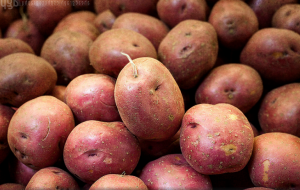 Kā uzglabāt kartupeļus trūdēt bumbuļi nav