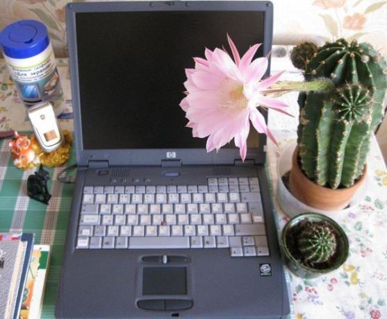 Kaktuss pie datora. Foto no interneta