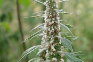 Motherwort: terapeitiskās īpašības un kontrindikācijas, kā, ņemot