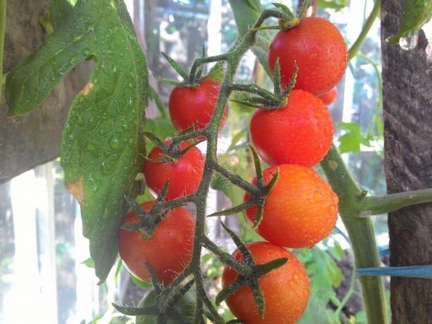 Nogatavināšana tomātus - skatiena kakla acis! (Mojateplica.ru)