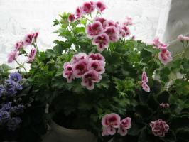 Kā Pelargonium šķipsnu: galvenie ieteikumi