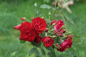 Kanādas rožu dārzs labs krievu (jo īpaši aukstā reģionos)