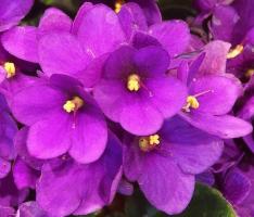 Violet sakņu spraudeņiem lapas
