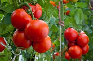 Kas tagad ir nepieciešams, lai tomātu dārzā