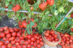 Apakšējās lapas, jo lielāka raža tomātiem (īpašs režīms mēslošana un apūdeņošana)