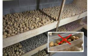 Kļūdas kartupeļu uzglabāšanu. Kā uzglabāt kartupeļus.