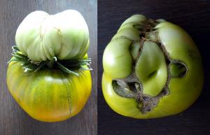 Patiesība par dubulto ziediem tomāti, noņemt vai ne