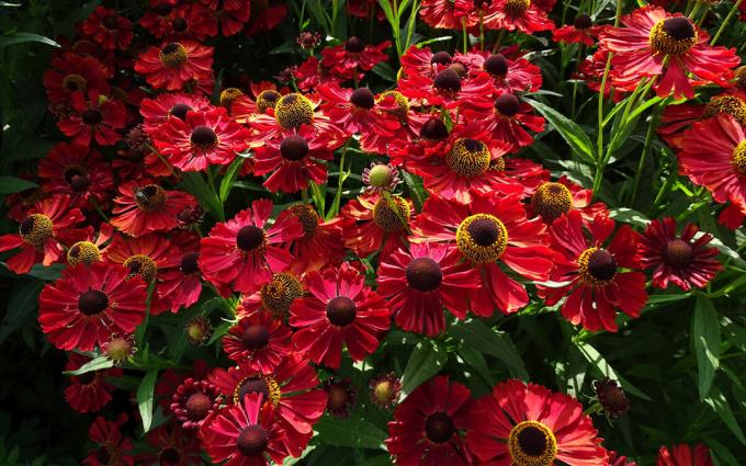 šķirnes helenium