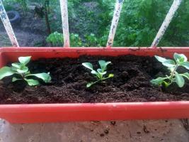 Petunia kastēs un podos: cik daudz un augsne nepieciešams izaugsmei un zied