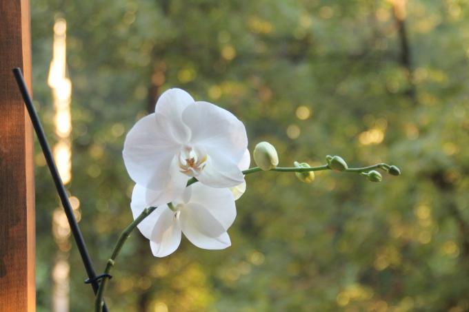 Mana balta Phalaenopsis šovasar ziedēja pirmo reizi pēc iegādes. Keep rakstu savā lapā sociālajā tīklā, tā, lai zaudēt, un dalīties ar draugiem!