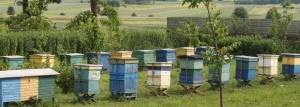 Kā organizēt mini-saimniecības bišu