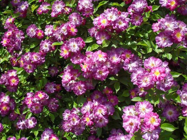 lepnums manā dārzā - kāpšana rožu šķirnes Vilchenblau