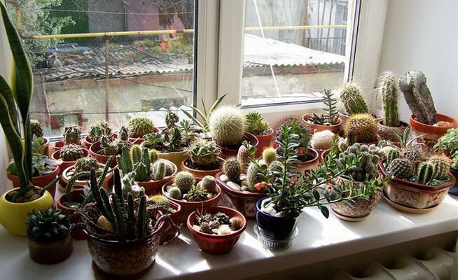 Kolekcija kaktusi dienvidu loga