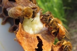 Royal Jelly: pabalstu un kaitējuma, lietošanu, kontrindikācijas