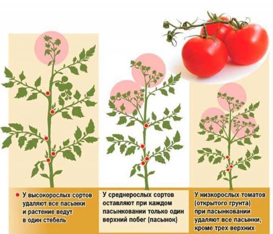 Pasynkovanie tomātu ir vairākas shēmas | Source foto my-fasenda.ru