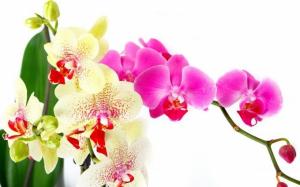 Rūpes par orhideju pēc ziedēšanas